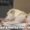 🐶 Catiorríneos Fofíneos 8