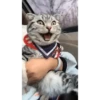 Gatitos 5