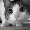 🐱🔖Gatitos Mov🐈♥ 6