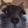 котята для чата 20
