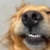 🎵 TIKTOKeando 4🎵 11