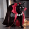котята для чата 12