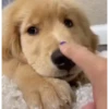 Dogs 🐶 11