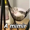 🤎Gatitos con Frases😼 15
