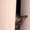котята для чата 24