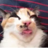 котята для чата 18