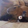 Capybara capibara✨❣️ 26