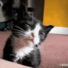 🐱🔖Gatitos Mov🐈♥ 7