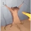 Memes to Send Animated 2