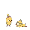 Ayam lucu 15