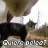 🤎Gatitos con Frases😼 4