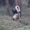 Panda 🐼 10