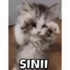 MEOWW 12