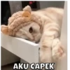 MEOWW 7