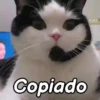 🤎Gatitos con Frases😼 11