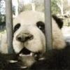 Panda 🐼 14