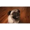 Perritos 6