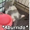 🤎Gatitos con Frases😼 14
