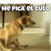 Funny dogs🐕🐶 15