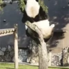 Panda 🐼 11