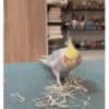 MARCELOCALOPSITA 13