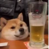 🐶 Catiorríneos Fofíneos 25