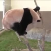 Panda 🐼 6