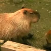 Capybara capibara✨❣️ 5