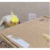 MARCELOCALOPSITA 7