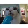 Gatitos 8