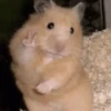 Reações de animais 😍 10