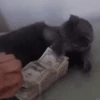 котята для чата 7