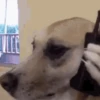 Reações de animais de estimação 6