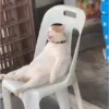 😻 Esse gatinho vc ainda ñ tem 10
