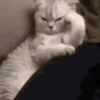 котята для чата 13