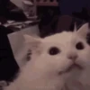 Reações de gatinhos 🐈‍⬛ 11