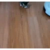 Moar gatos 🫠🫠 15