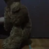 Osito_dance/perreando 15