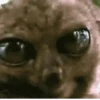 Funny Animals reactions🤣 7