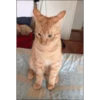 Gatitos 9