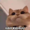 MEOWW 13