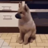 Reações de animais de estimação 10