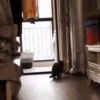 котята для чата 9