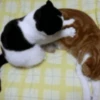 🐱🔖Gatitos Mov🐈♥ 5