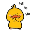 Male Duck 11