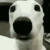 🐶 PERRITOS RANDOM 🐶 9