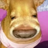 Simon perro bailarin 14