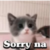 Cute Cats 😻😻 6