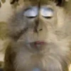 Animal funny 8