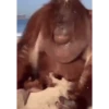 MONKEY FLIP 7